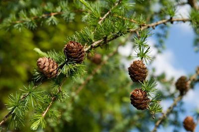 Close-up of pine cones on branch