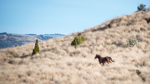 Horses in a field