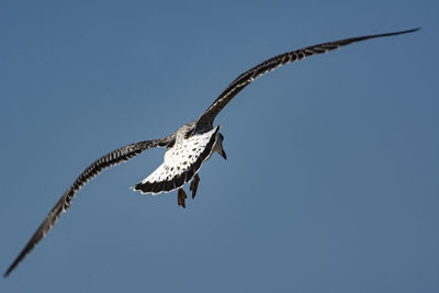 Low angle view of eagle flying against clear blue sky