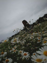 Low angle view of flowers on tree against sky