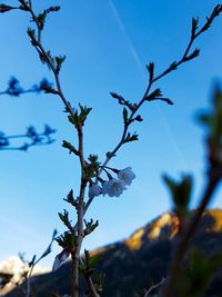 Close-up of branches against sky