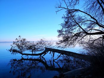 Bare tree by lake against clear blue sky