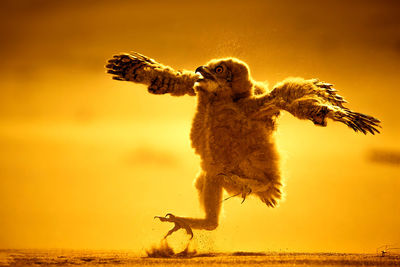 Pharaoh eagle owl-chick first jump