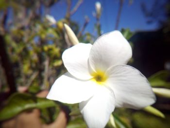 Close-up of white flower blooming outdoors