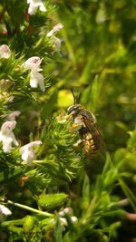 Close-up of bee flying over plants