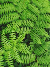 Full frame shot of green leaves