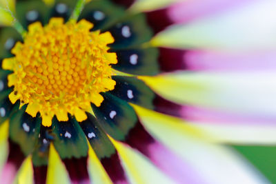 Close-up of yellow flower blooming outdoors