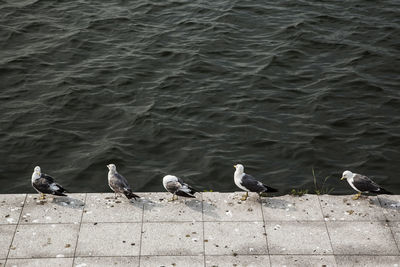 Ducks in water