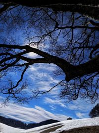 Low angle view of bare tree against sky during winter