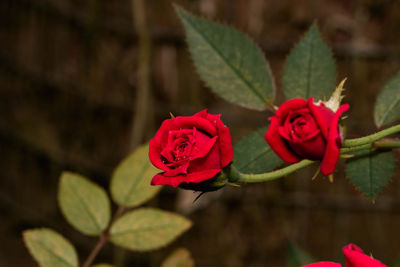Close-up of red rose
