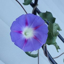 Close-up of purple flowers