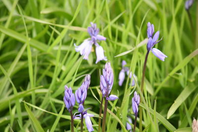 Close-up of purple crocus blooming on field