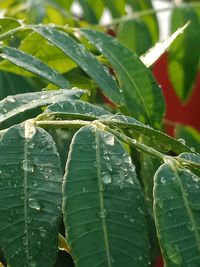 Close-up of wet plant leaves during rainy season