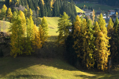 Scenic view of forest