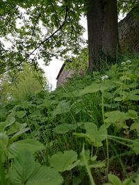 Plants and trees by building