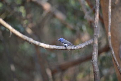 Close-up of bird perching on branch