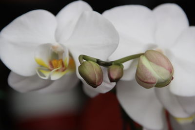Macro shot of white flower