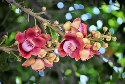 Close-up of pink flowering plant