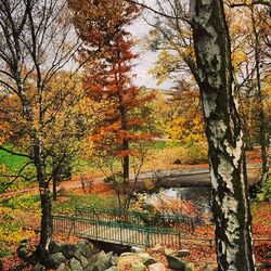 Trees in forest