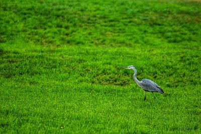 Side view of a bird on grass