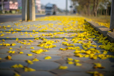 Close-up of yellow leaves on road