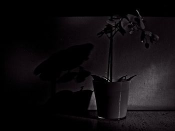 Potted plant on table against wall