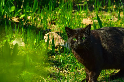 Cat standing in a field