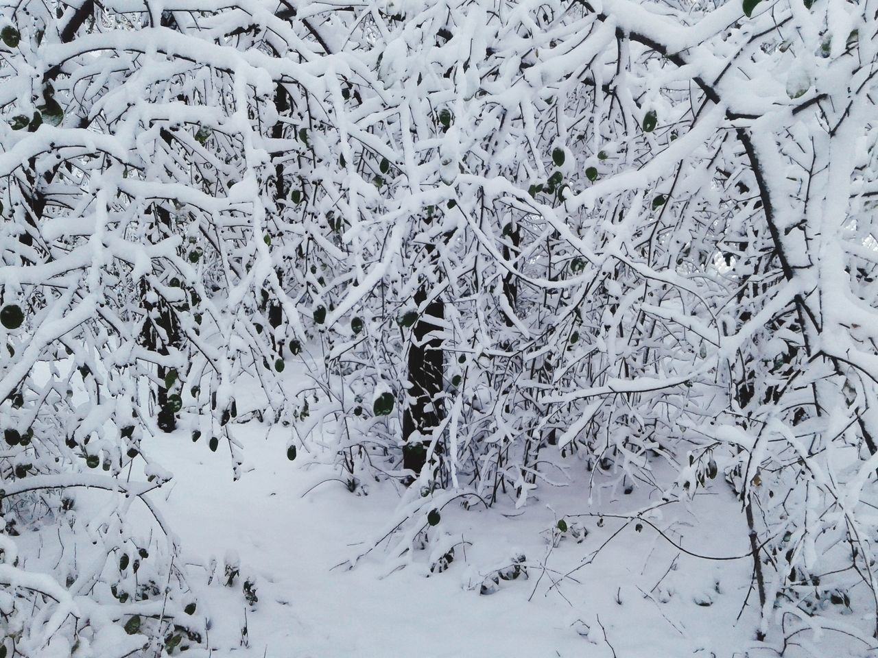 SNOW COVERED LAND AND TREES