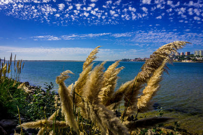 Close-up of plants against calm blue sea