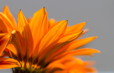 Close-up of yellow flower