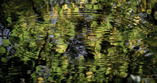 Reflection of trees in pond