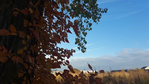 Low angle view of trees against sky