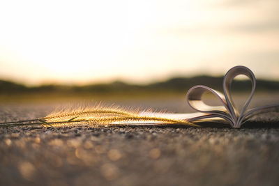 Heart shape pages forming on book with plant on ground