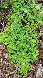 Close-up of fresh green plants on field