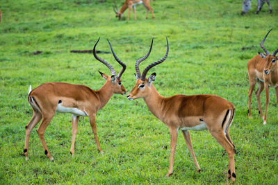 Deer standing in a field