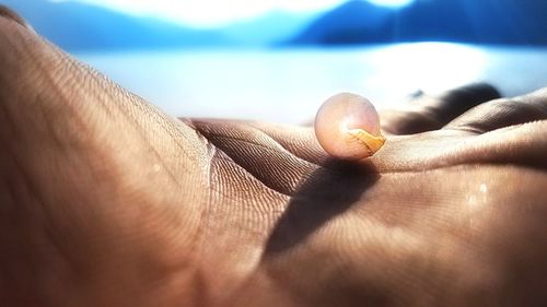 Close-up of hand holding shell