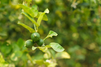 Close-up of berries growing on tree