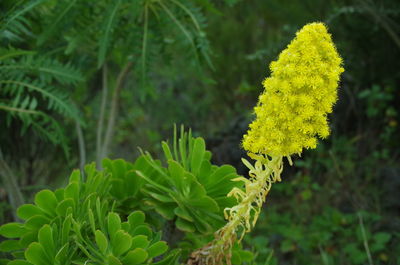 Close-up of fresh yellow plants