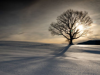 Bare tree on snow covered land