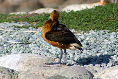 Side view of bird preening on rock