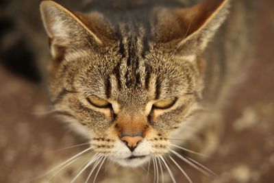 Close-up portrait of a cat