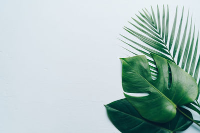 Close-up of green leaves against white background