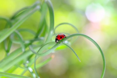 Close-up of ladybug on leaf