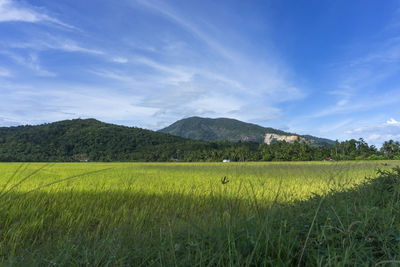 Scenic view of field against sky