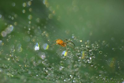 Close-up of raindrops on leaf