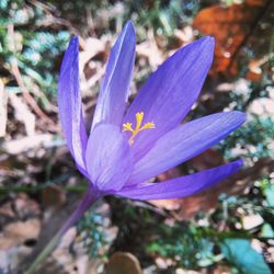 Close-up of purple flowers blooming