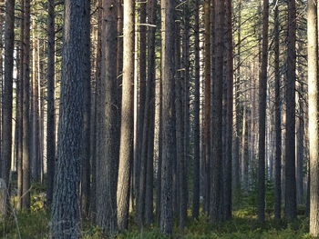 Pine trees in forest