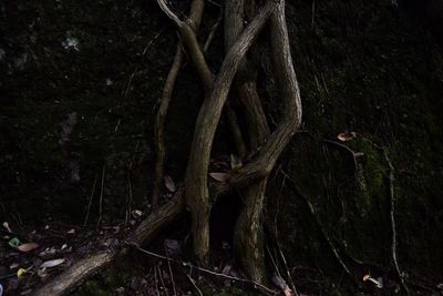 Trees growing in forest at night