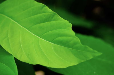 Close-up of green leaves