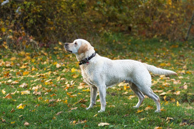 Dog on field